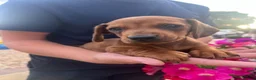 Dachshund dogs for sale: 3 miniature dachshund puppy’s 🐶 - Advert 6