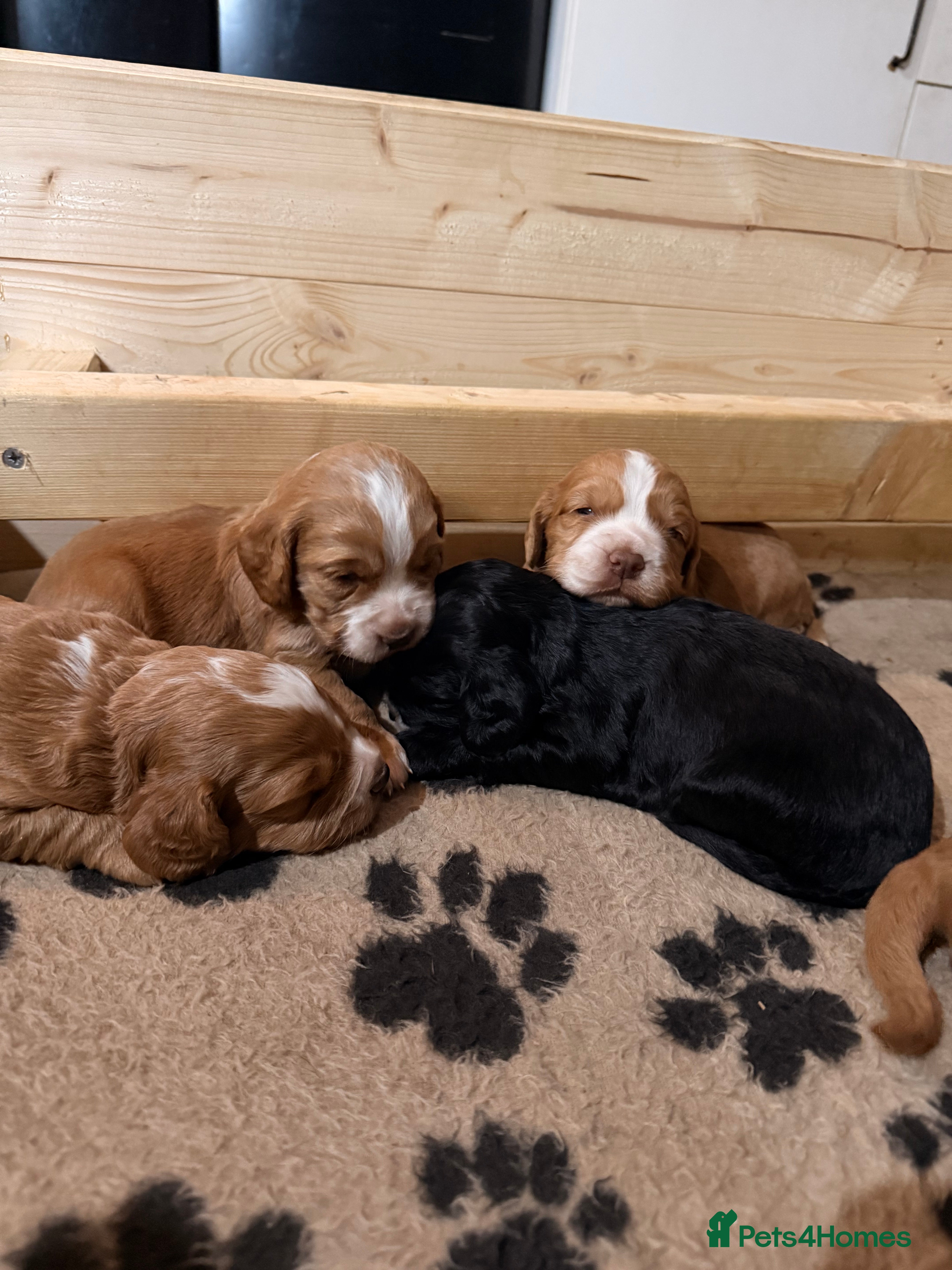 Cocker Spaniel dogs Cocker spaniel puppies - Advert 18