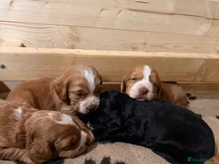 Cocker Spaniel dogs Cocker spaniel puppies - Advert 18