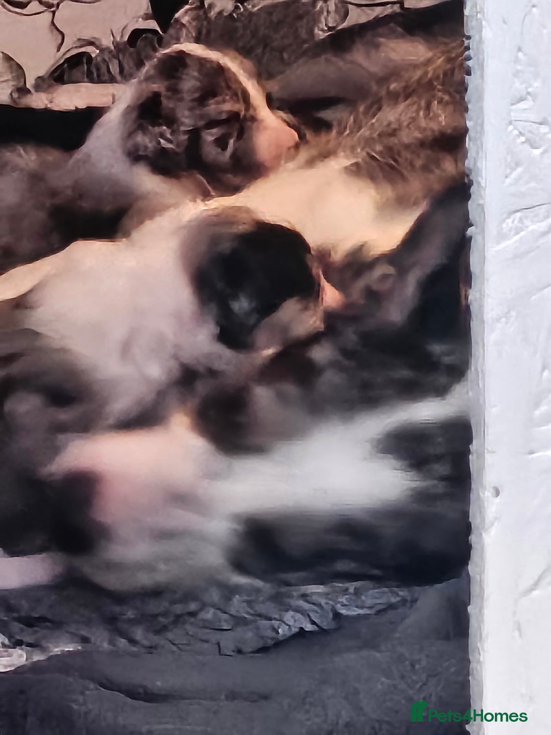 Border Collie dogs for sale: Unique blue merle border collie puppies - Image 33