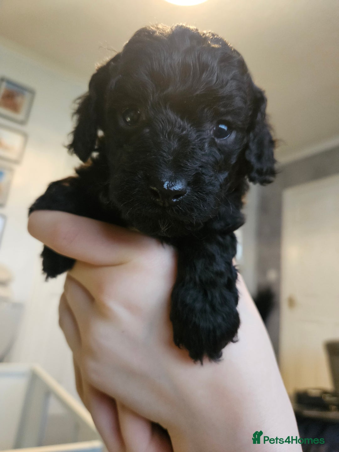 Cavapoo dogs for sale: Beautiful toy cavapoos  - Advert 7