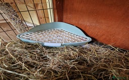 Mini Lop rabbits for sale: Mini lops for sale  - Image 9