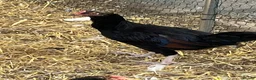 Chickens poultry for sale: Pullets and cockerel and drakes  - Advert 5