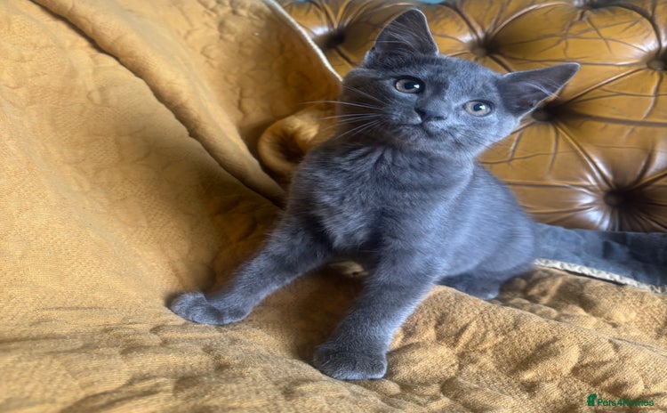 British Shorthair cats - Advert 8