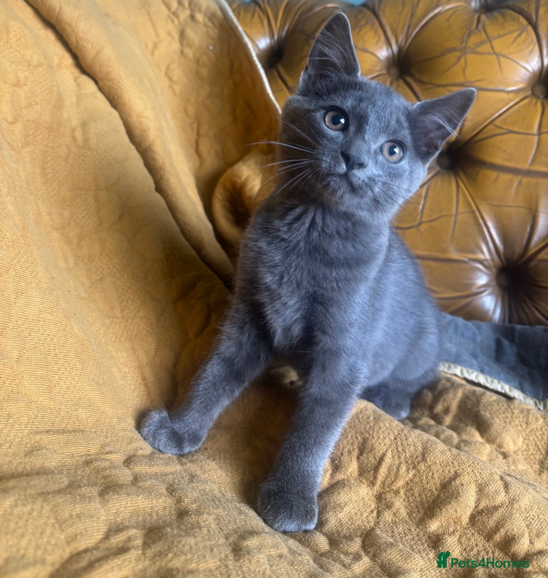 British Shorthair cats for sale: 1 shorthair kitten - Image 1