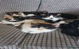 Mixed Breed cats for sale: Litter of 6 healthy beautiful kittens - Image 2