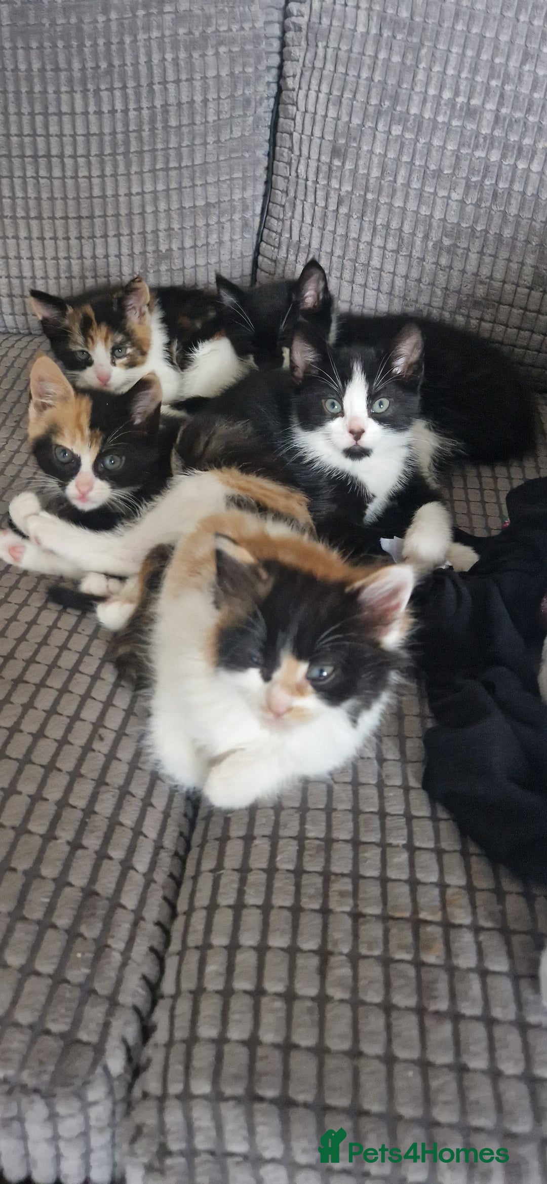 Mixed Breed cats for sale: Litter of 6 healthy beautiful kittens - Image 2