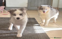 Border Collie dogs for sale: Border Collie Puppies. READY NOW - Image 5