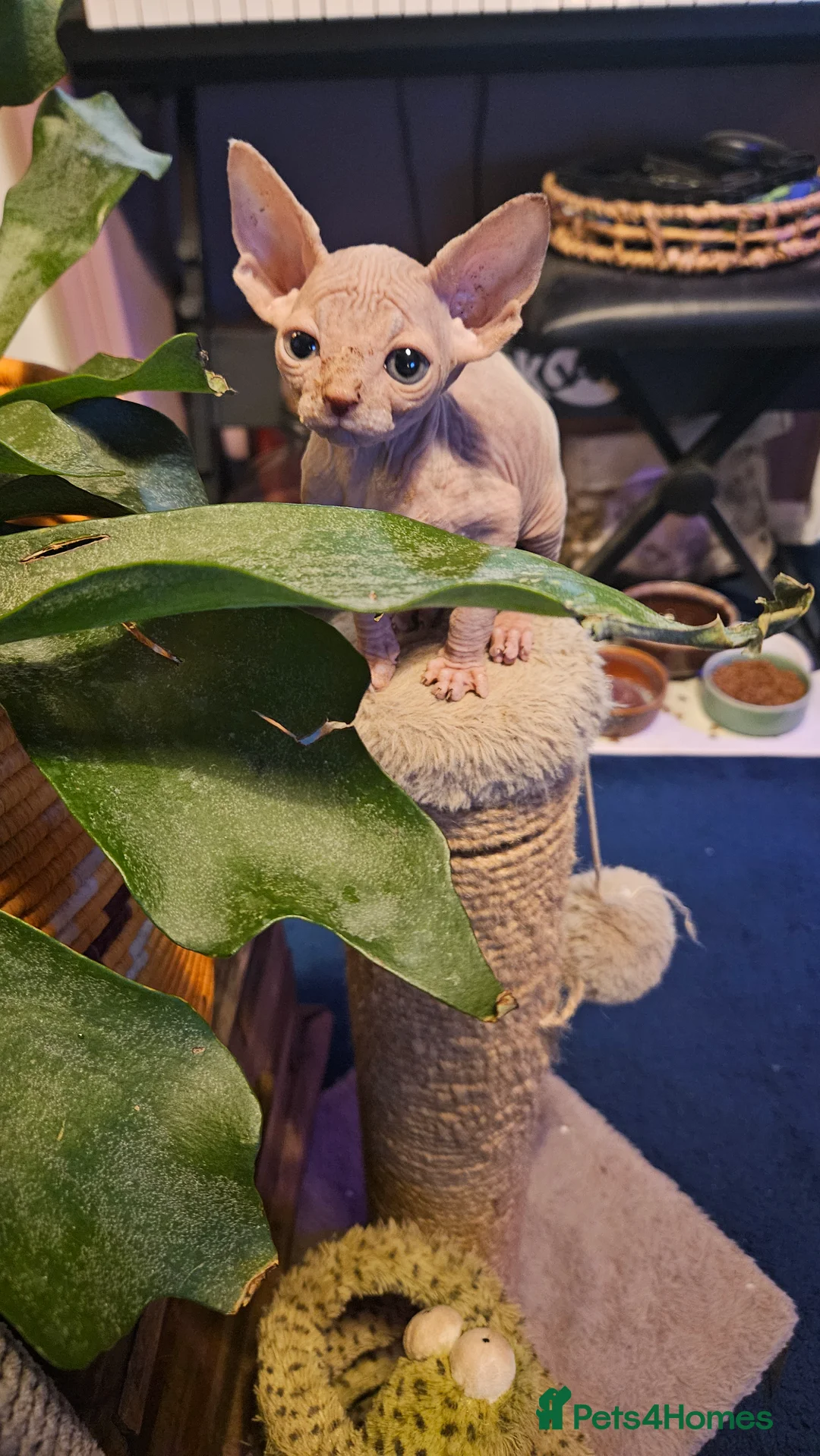 Sphynx cats for sale: Sphynx kittens for sale - Advert 15