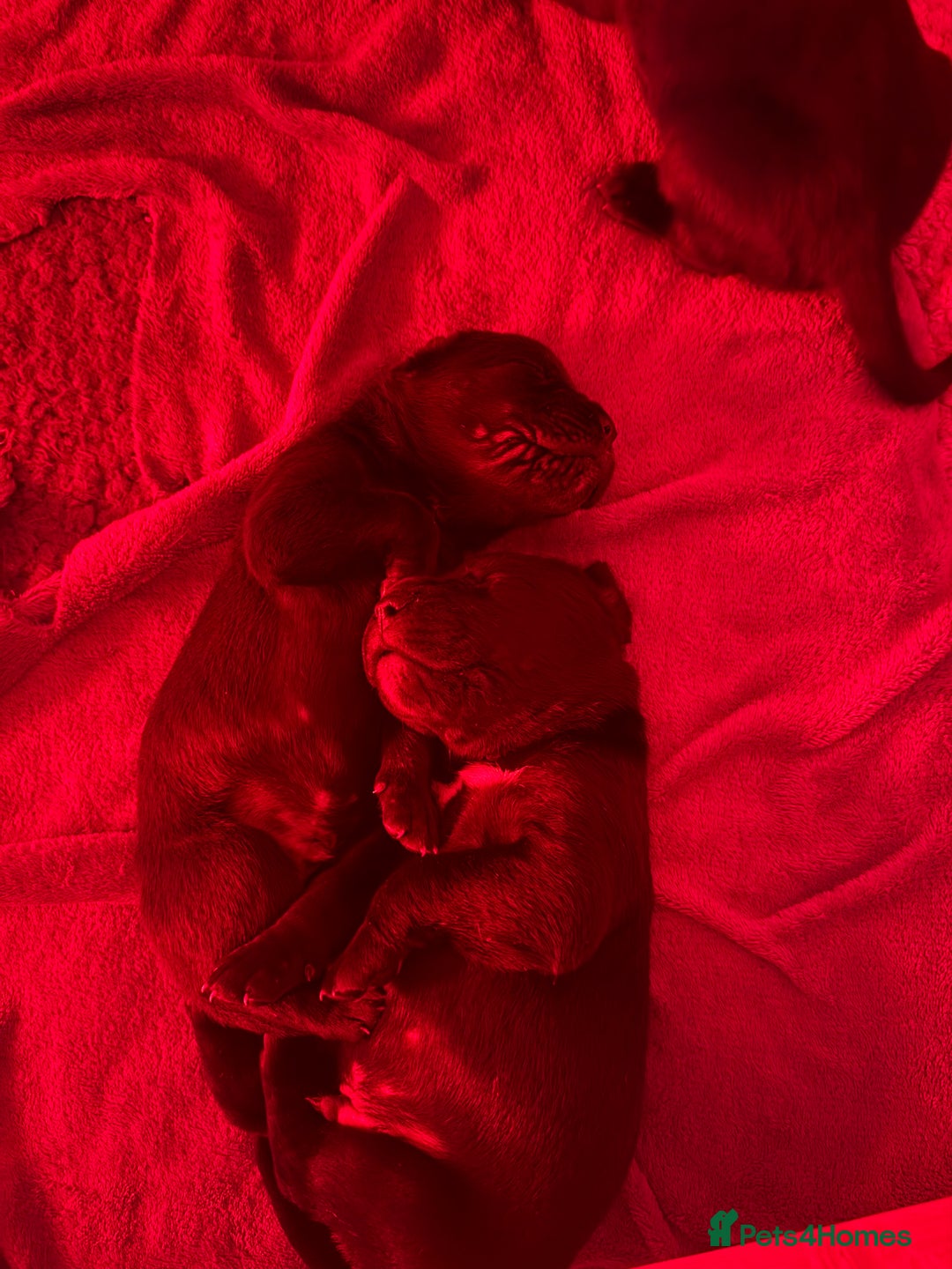 Cane Corso dogs for sale: Beautiful Cane Corso puppies  - Image 6