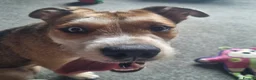 Mixed Breed dogs for sale: 1 year old Mixed Breed male - Advert 5