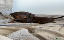 Dachshund dogs for sale: 4 Beautiful Dachshund Puppies - Image 8