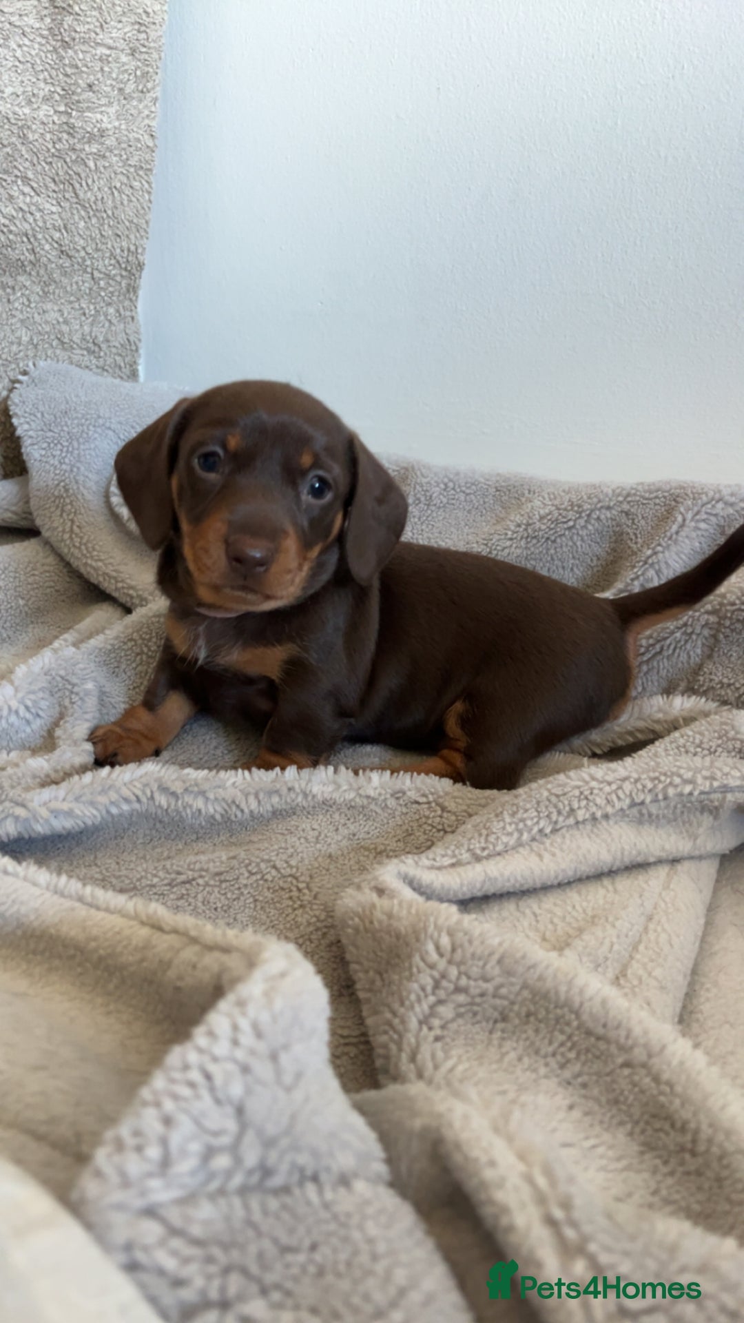 Dachshund dogs for sale: 4 Beautiful Dachshund Puppies - Image 8