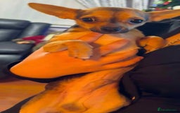 Chihuahua dogs for stud: Proven mini chihuahua stud - Image 4
