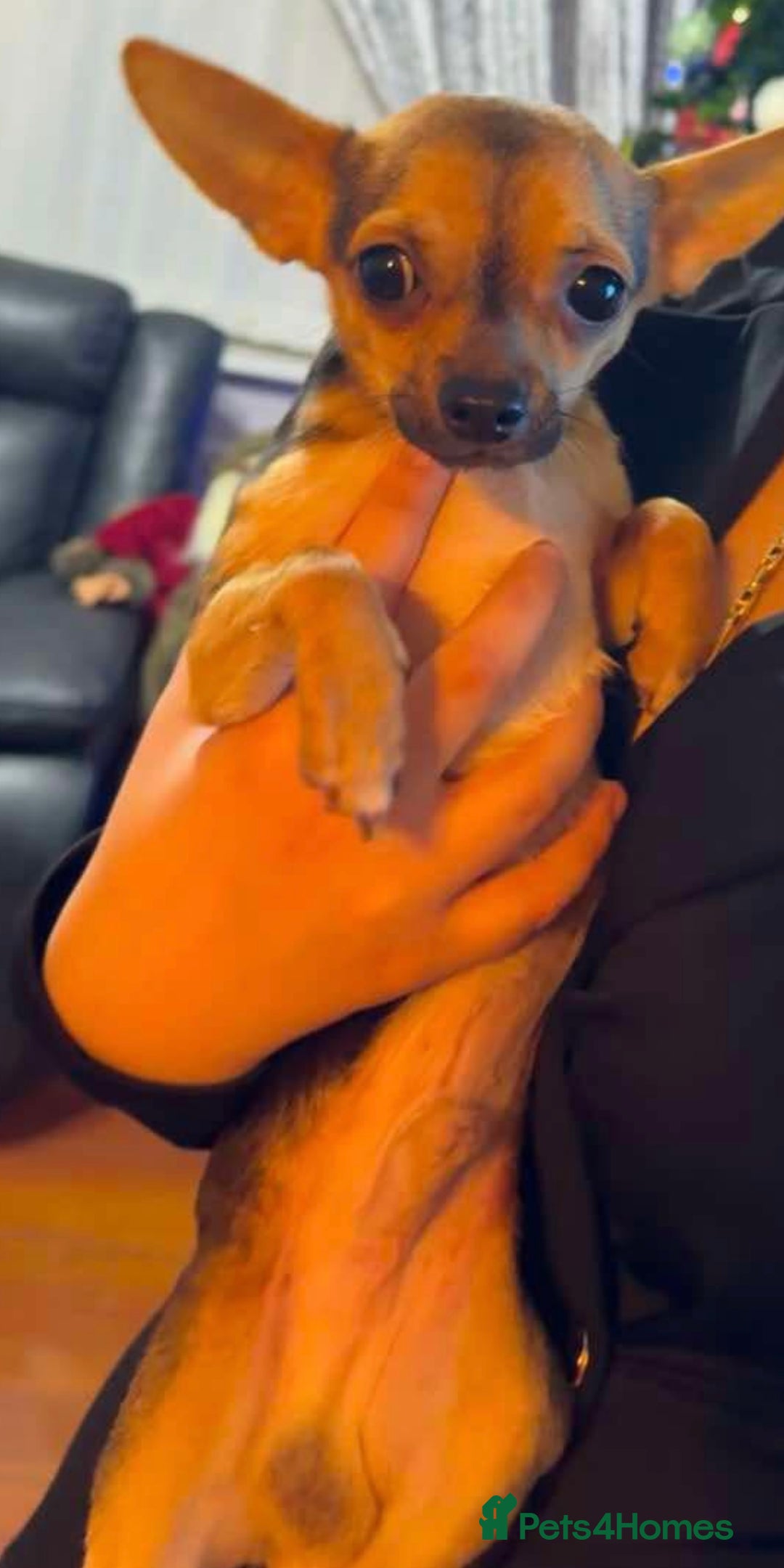 Chihuahua dogs for stud: Proven mini chihuahua stud - Image 4