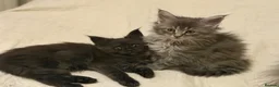 Maine Coon cats for sale: 👑Royal MaineCoon Girls TICA Champion Bloodline!👑 - Advert 10
