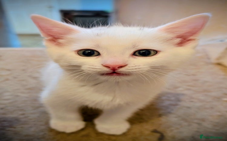 Mixed Breed cats - Advert 6