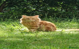 Siberian cats for stud: Handsome Ginger Siberian Cat for Stud - Image 5