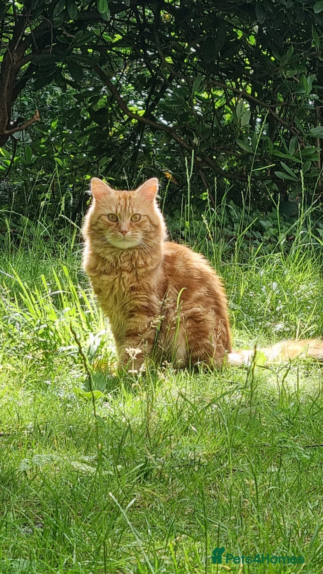 Siberian cats for stud: Handsome Ginger Siberian Cat for Stud - Image 5
