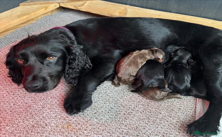 Cocker Spaniel dogs - Advert 4
