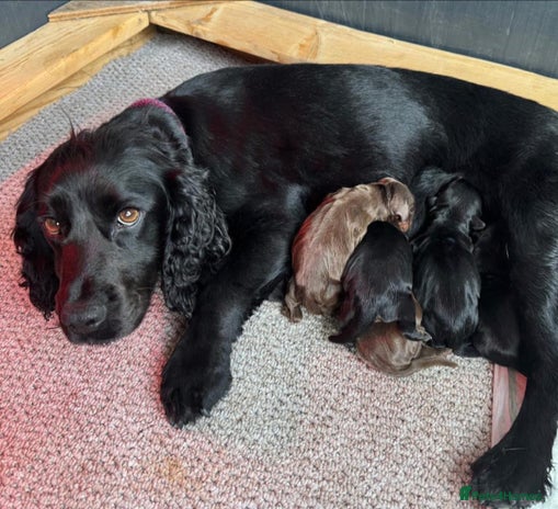 Cocker Spaniel dogs - Advert 4