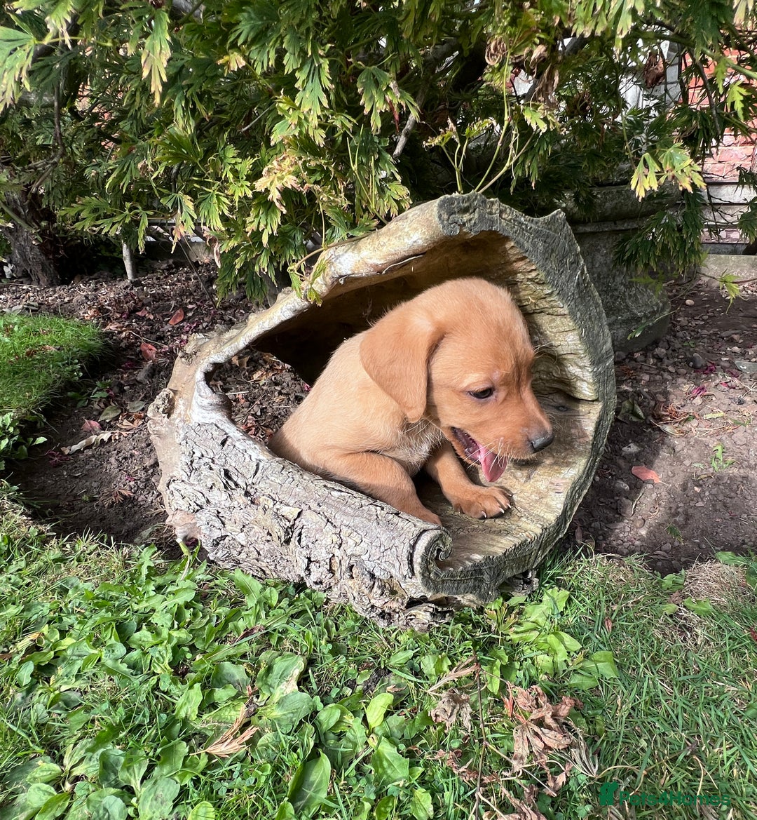 Labrador Retriever dogs for sale: Dark Red and Yellow KC reg DNA Clear Lab Puppies - Image 26