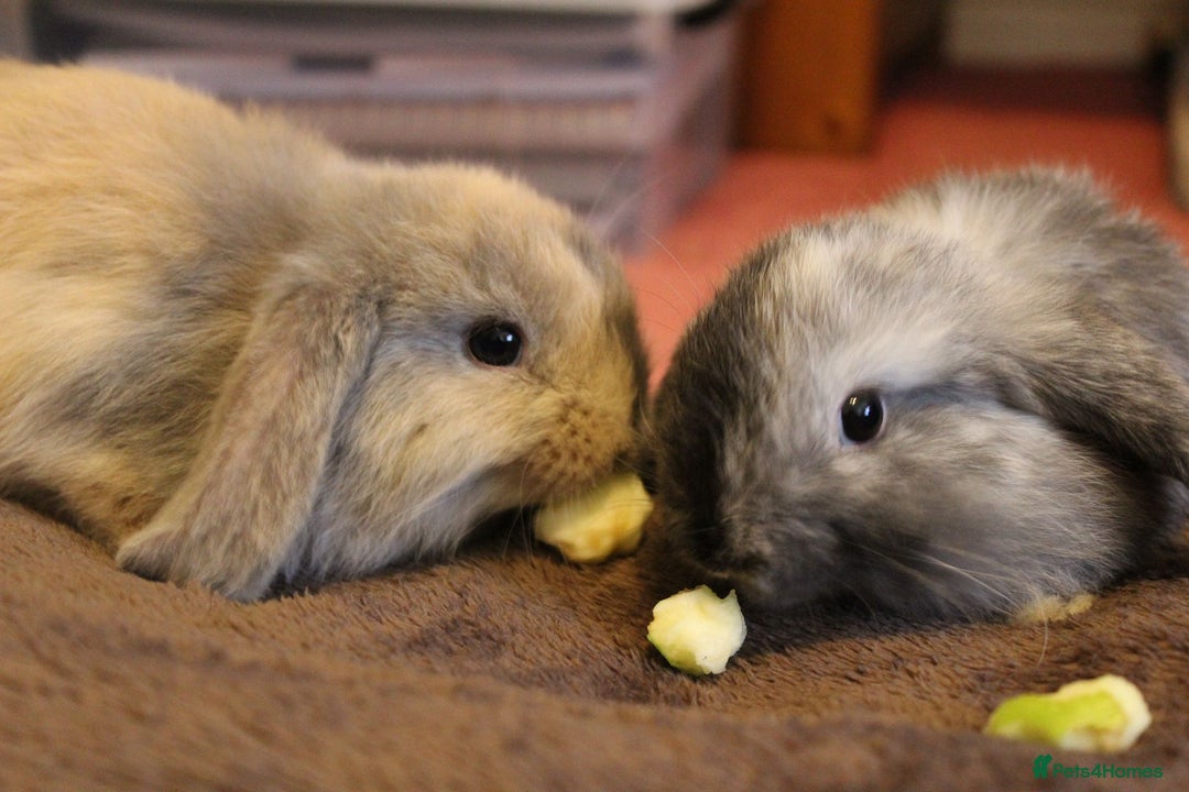 Mini Lop rabbits for sale: Baby mini lop rabbits - Image 6