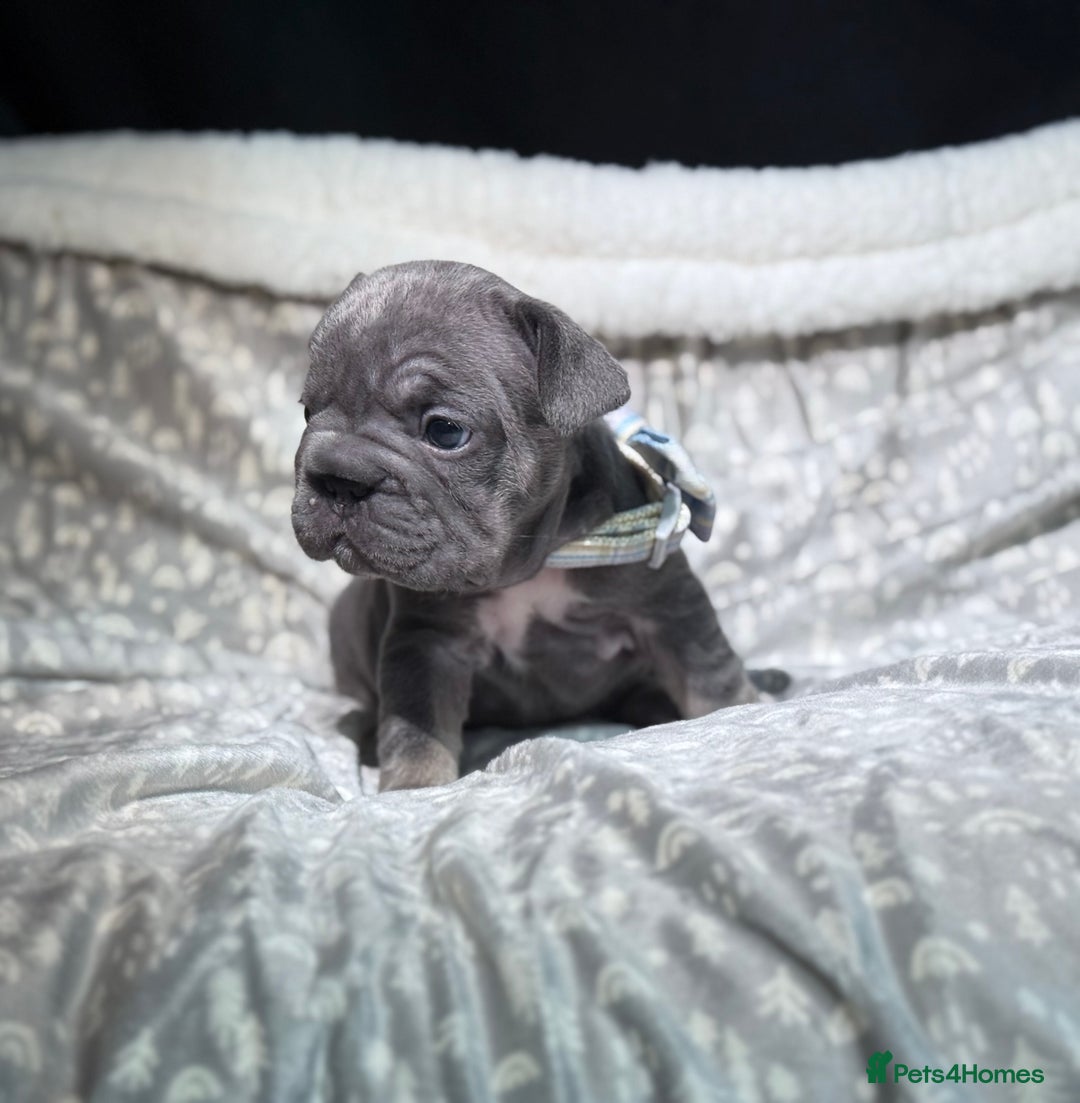 French Bulldog dogs for sale: French bulldog puppies for sale! - Advert 16