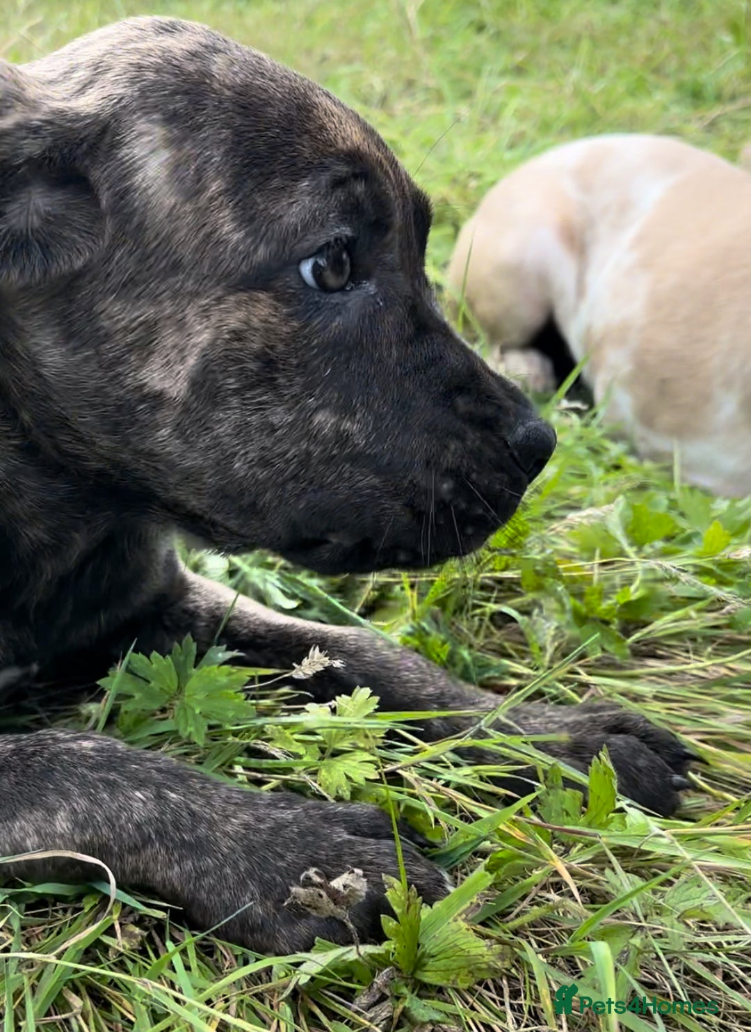 Mixed Breed dogs for sale: Cane Corso/Presa Canario Molloser dogs  - Image 22