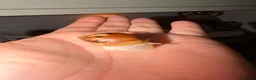 Snails invertebrates for sale: Albino Giant African Land Snails (Achatina Fulica) - Advert 5