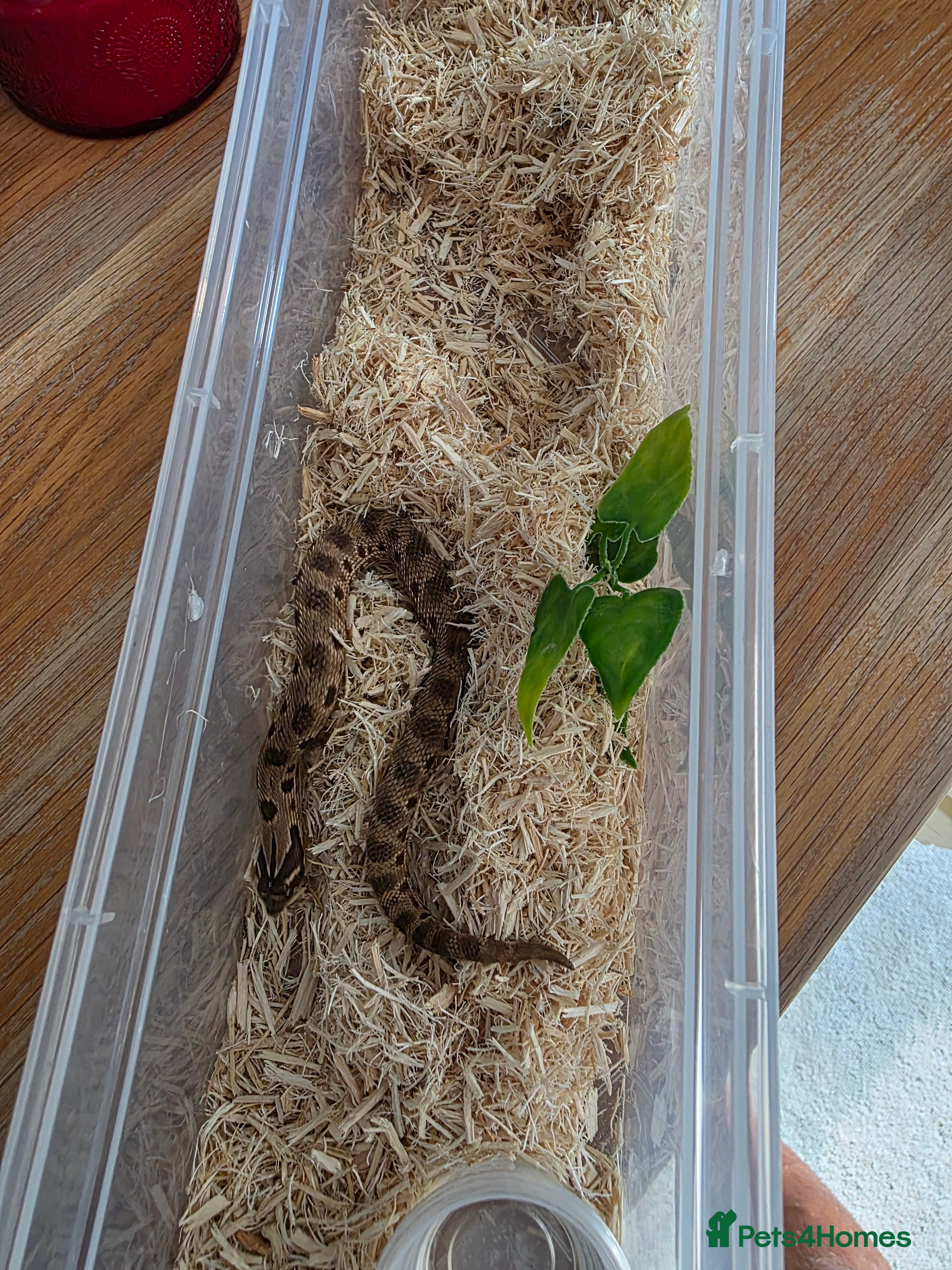 Snake reptiles Hognose red&amp;purple line 66%poss het albino  - Advert 7