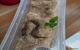 Snake reptiles for sale: Hognose red&purple line 66%poss het albino  - Advert 1