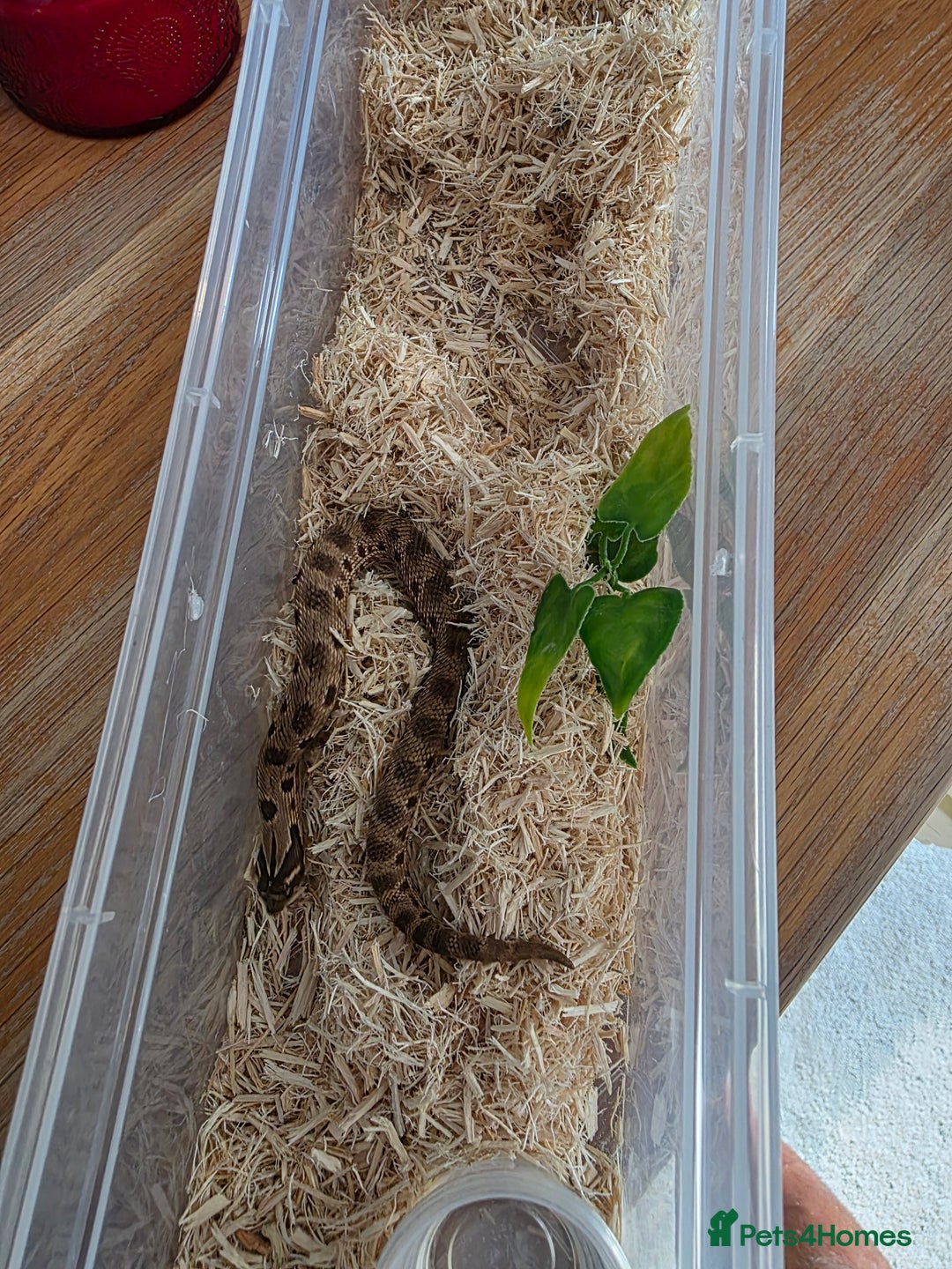 Snake reptiles for sale: Hognose red&purple line 66%poss het albino  - Advert 1