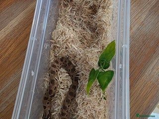 Snake reptiles for sale: Hognose red&purple line 66%poss het albino - Advert 1