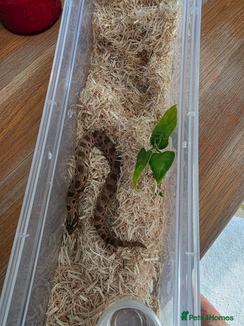 Snake reptiles Hognose red&purple line 66%poss het albino - Advert 1