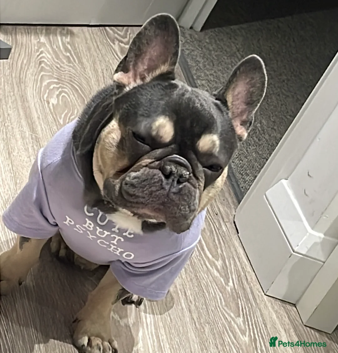 French Bulldog dogs for sale: Mr Rupert  in London - Advert 4