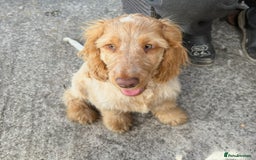 Cocker Spaniel dogs for sale: Show cocker spaniels in Doncaster - Image 19