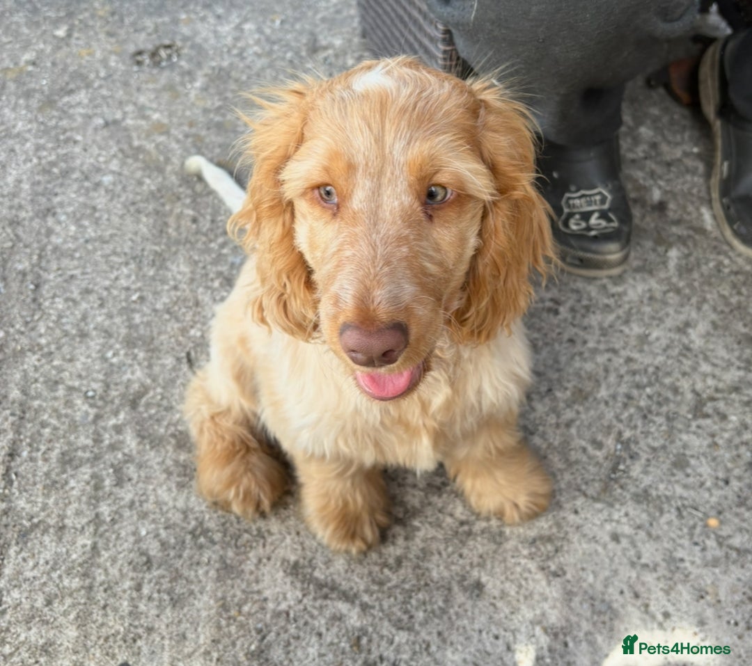 Cocker Spaniel dogs for sale: Show cocker spaniels in Doncaster - Image 19
