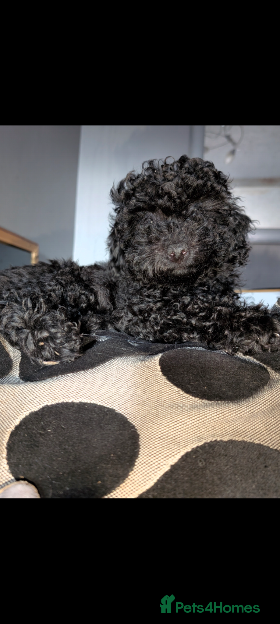 Labradoodle dogs 🐾Quality F1BB Mini Labradoodle Pups🐾  - Advert 2