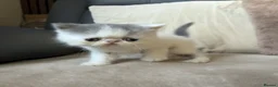 Exotic cats for sale: 4 exotic short hair boys for sale  - Advert 6