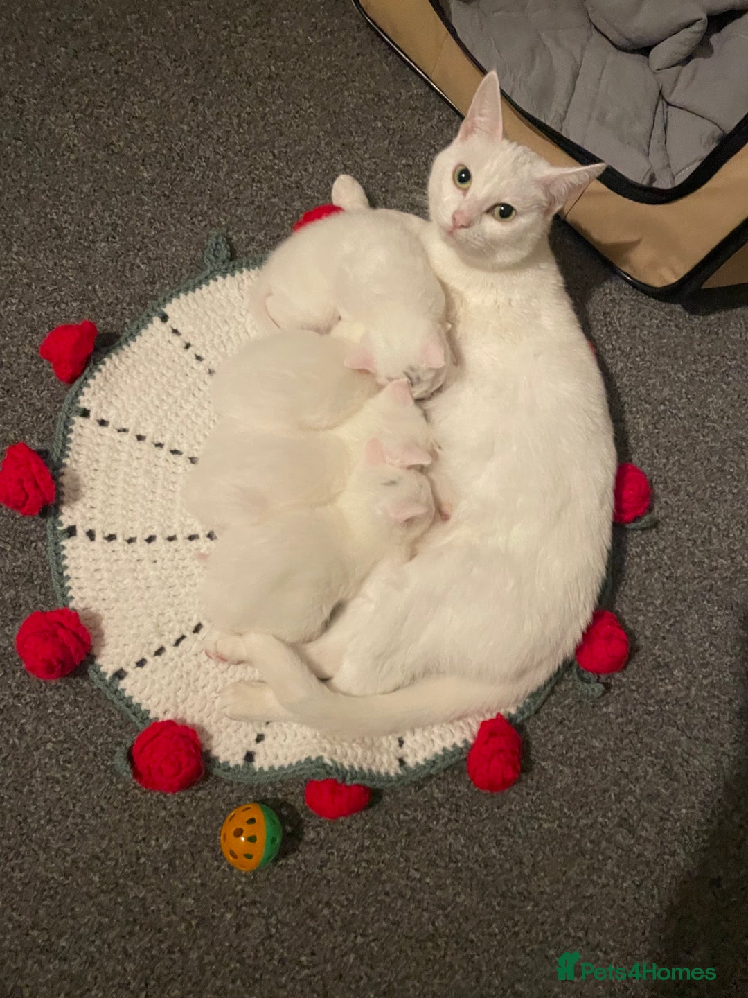 Domestic Shorthair cats for sale: 3 boys 1 girl white kittens  - Advert 7