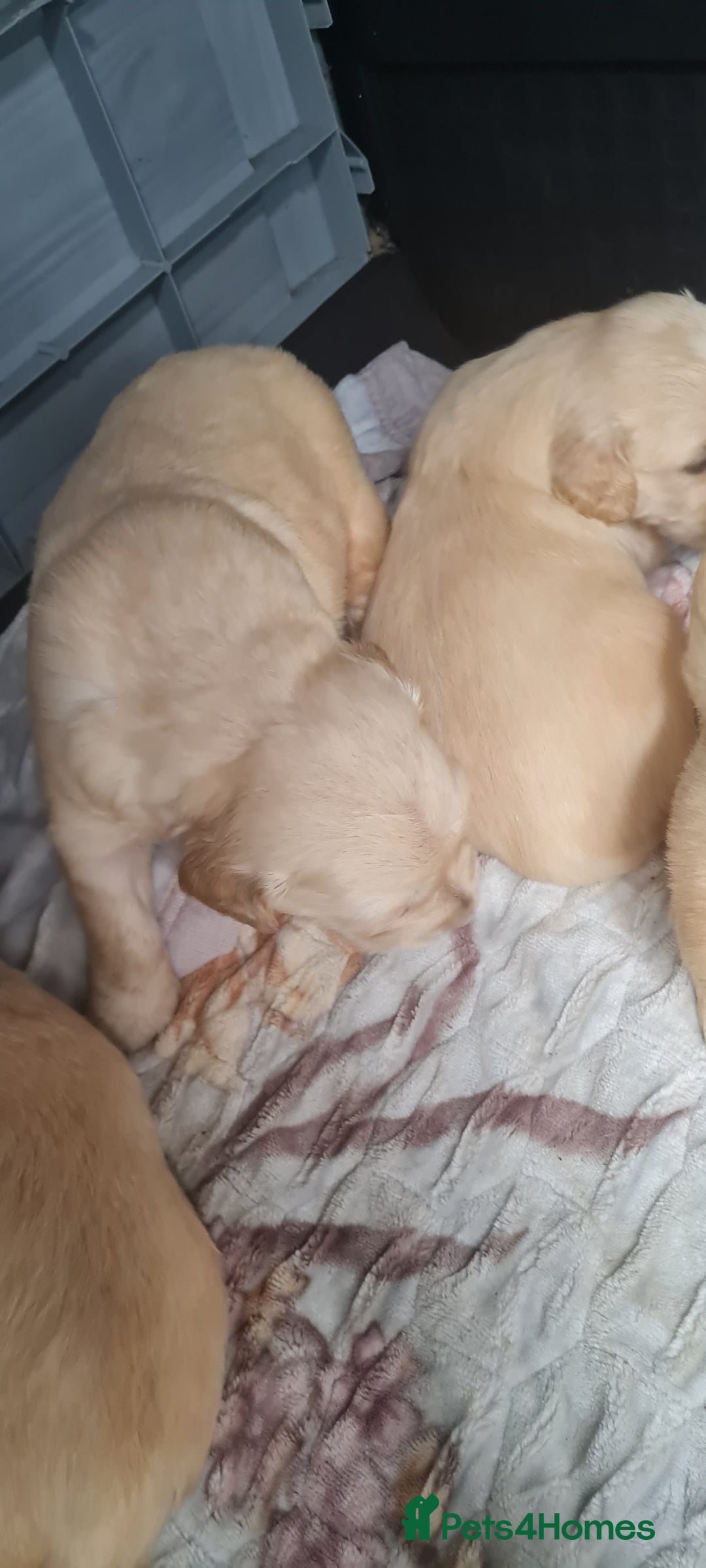 Golden Retriever dogs for sale: Golden retriever pups - Image 2