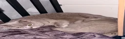British Shorthair cats for sale: ❤️💙💗British Shorthair 1 Gilr Lilac  - Advert 7