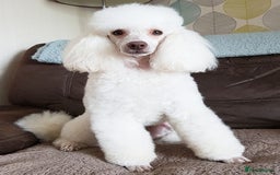 Miniature Poodle dogs for stud: KC registered miniature poodle stud in Bolton - Image 4