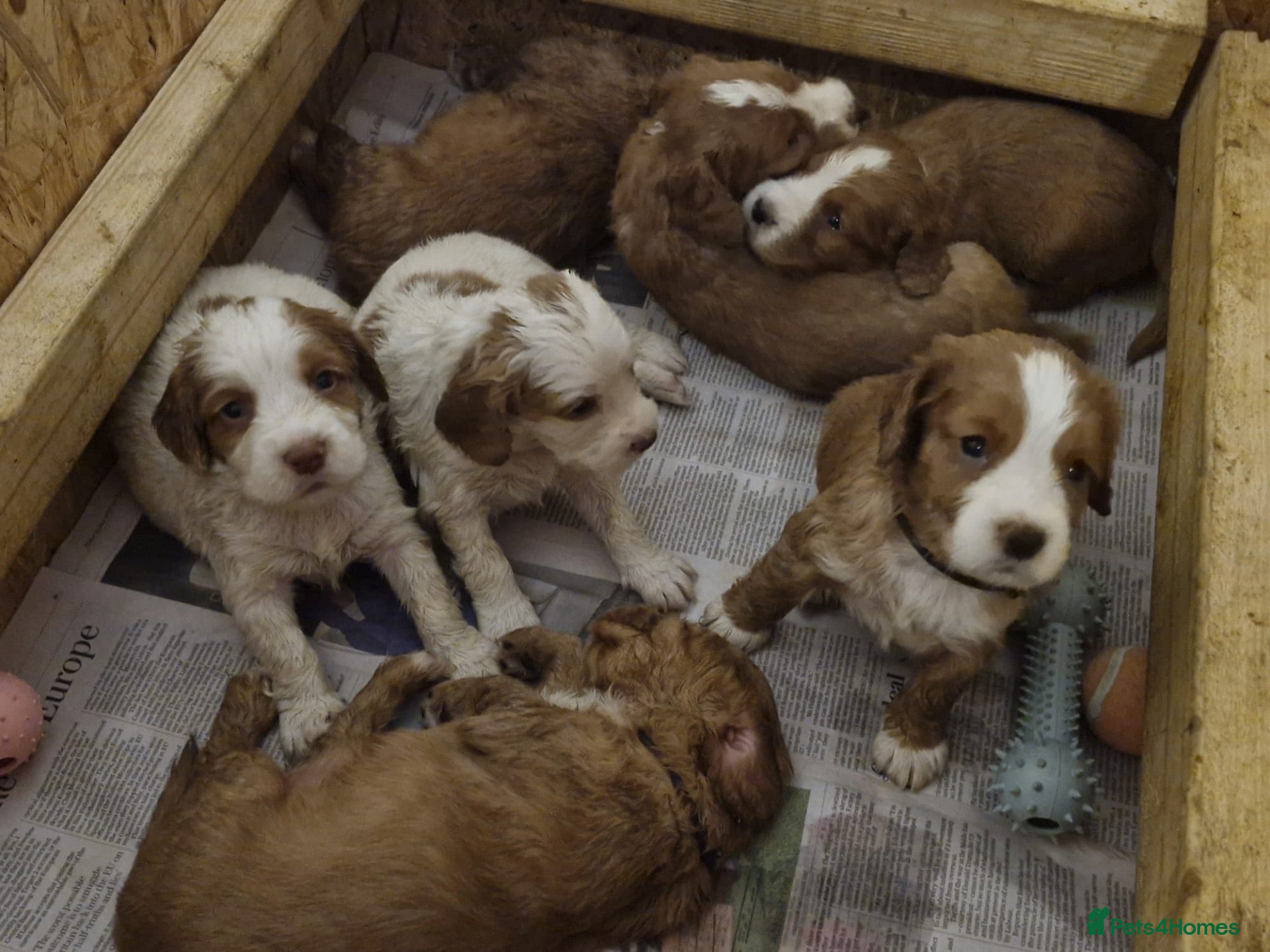 Cocker Spaniel dogs Cocker Spaniel Puppies  - Advert 2