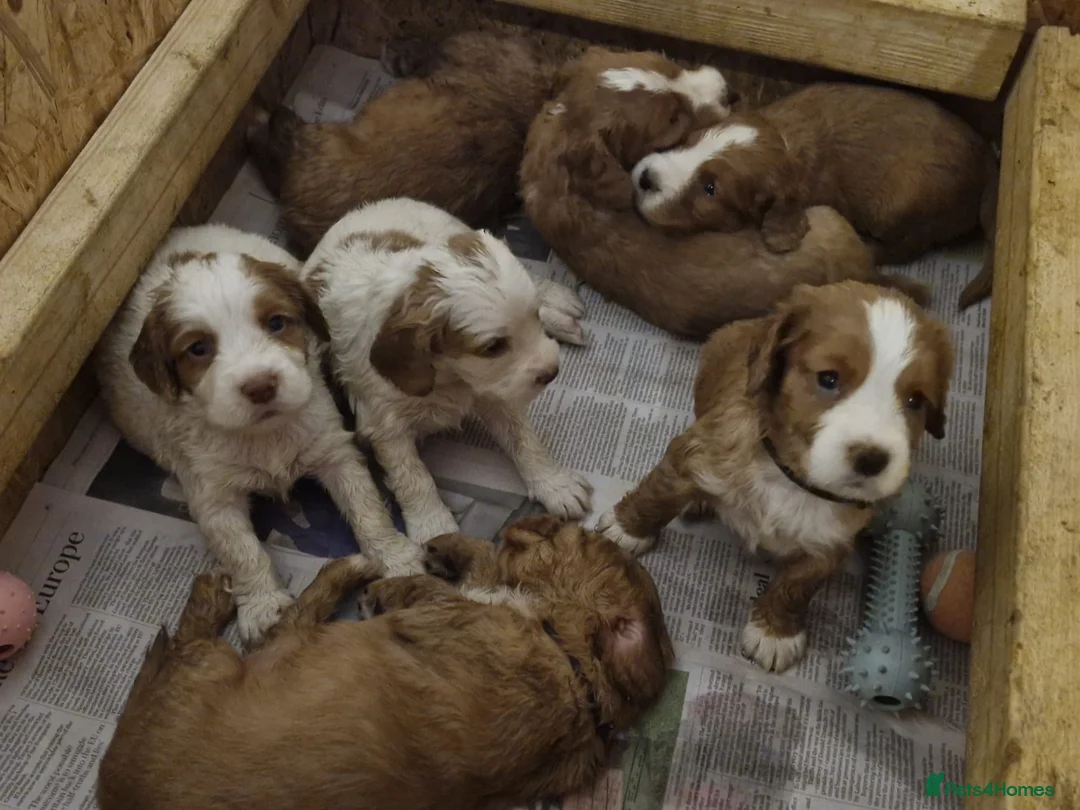 Cocker Spaniel dogs for sale: Cocker Spaniel Puppies  - Advert 1