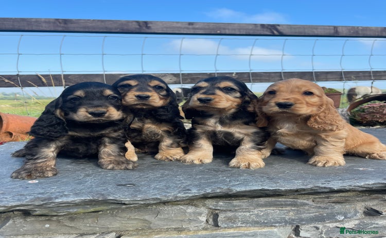 Cocker Spaniel dogs - Advert 1