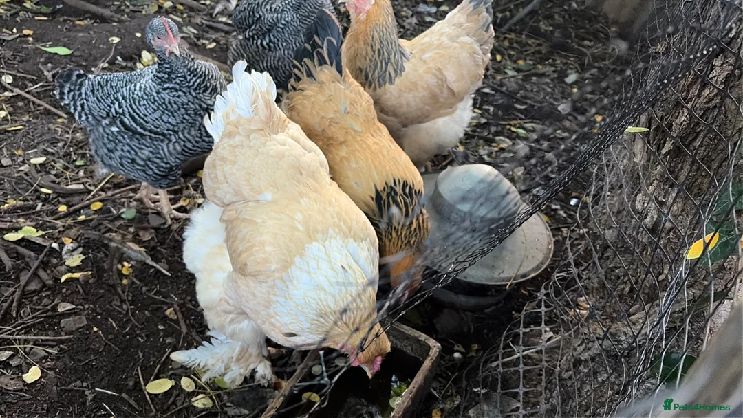 Chickens poultry for sale: Buff Orpington chickens hens laying - Advert 1