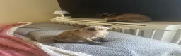 Devon Rex cats for sale: 4 year old beautiful tortie point Devon  rex girl - Advert 5