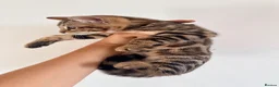 Bengal cats for sale: Beautiful bengal kitten  - Advert 5
